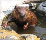 beaver1.jpg
